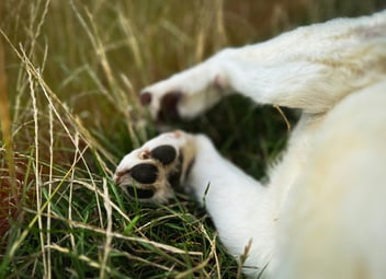 Dog with foxtail in paw