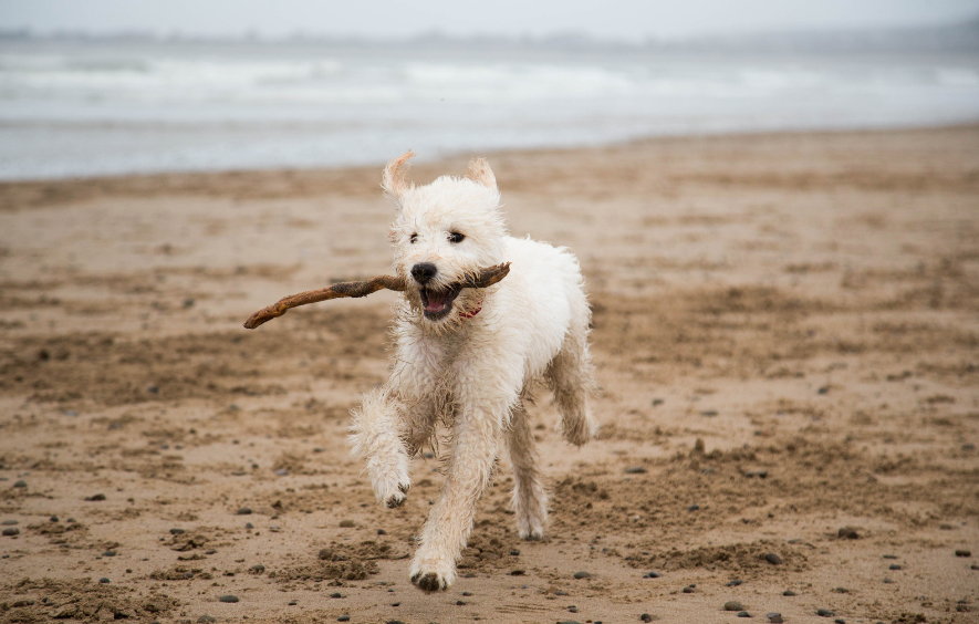 Dog chewing behavior