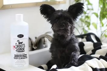 Dog skunk odor removal