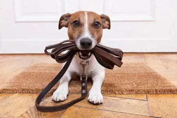 Pet fitness tips