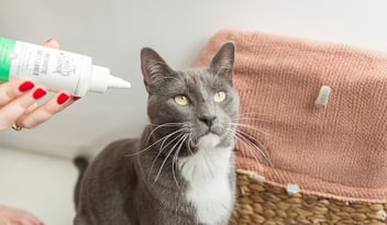 Greay cat sitting in front of a laundry basket having it's ears cleaned