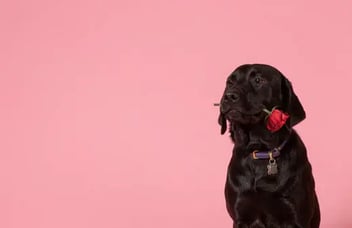 Dog love language