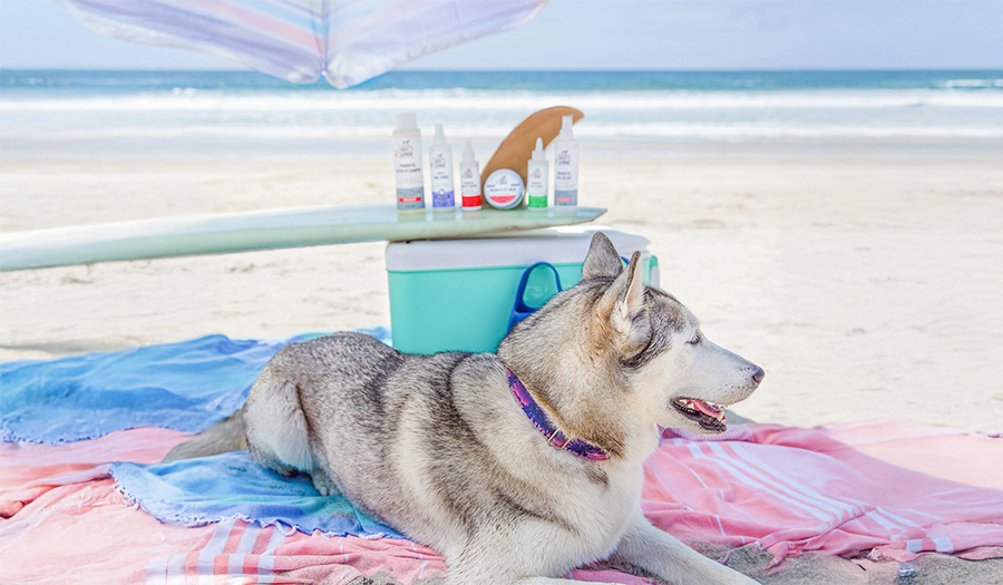 Dog sitting at the beach with a surfboard and skout's honor products