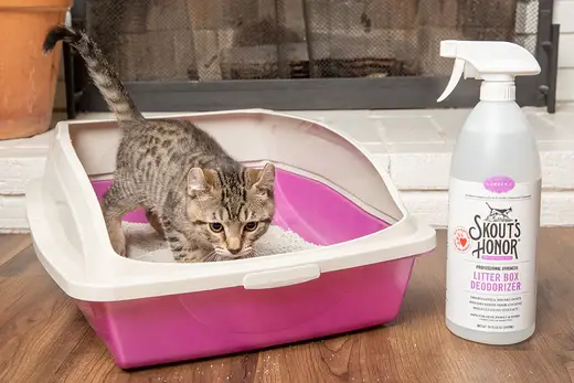 Best cat litter boxes for smell best sale