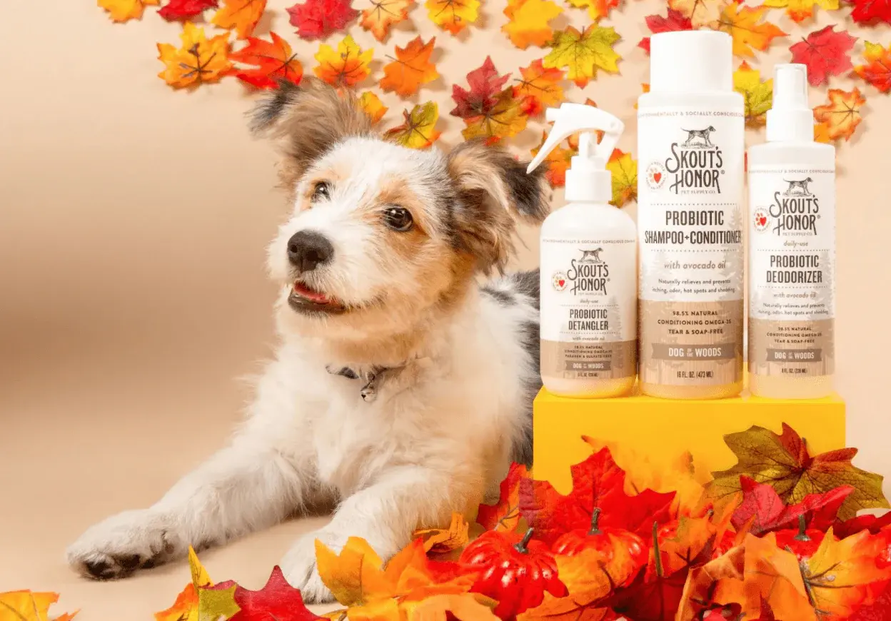 Autumn pet skin care tips