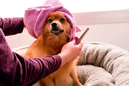 How to pamper your dog