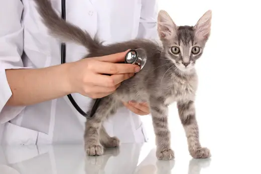 Veterinarian for pets