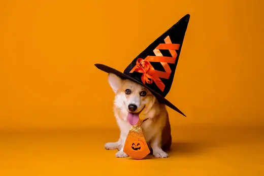 Cute Corgi dressed in a festive Halloween witch hat with a pumpkin-themed bib, ready for some spooky fun against a vibrant orange background.