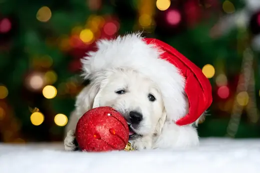 Pet holiday safety tips