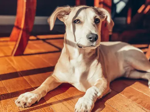 Dog pee in hardwood floors best sale