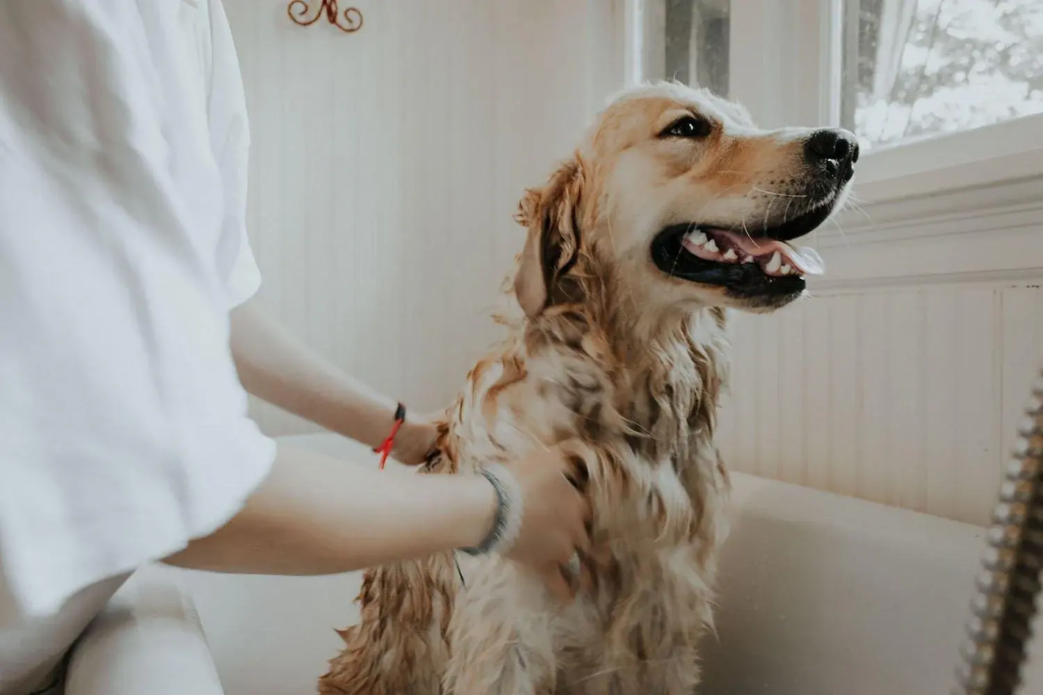 Golden Retriever enjoying a bath with a smiling expression, while being gently washed by a person in a bright, cozy bathroom.