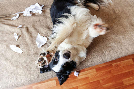 Puppy keeps chewing everything best sale