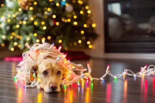 Pet safety tips for holidays