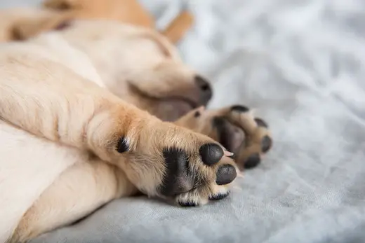 How to clean dog paws