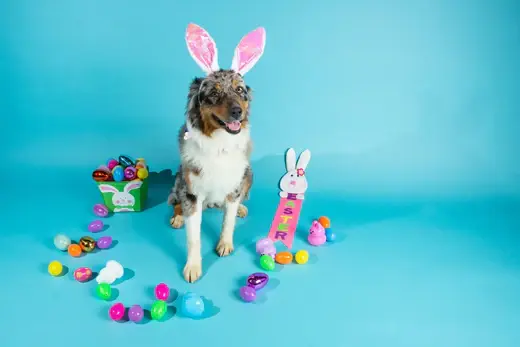 Easter egg hunt for dogs