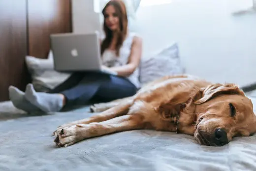 Benefits of pets while working from home